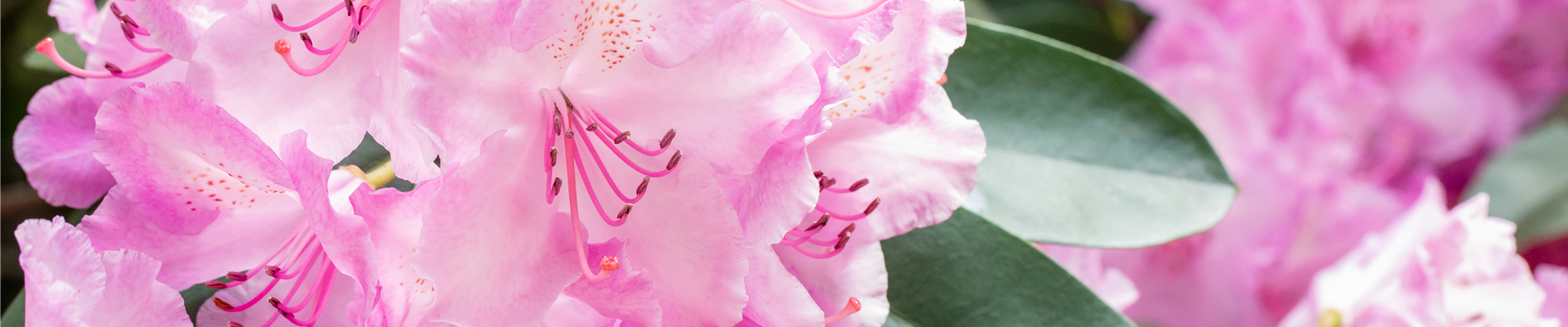 GS665725.jpg GS665725.jpg